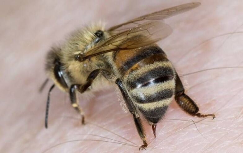 пчелињи производи за повећање пениса